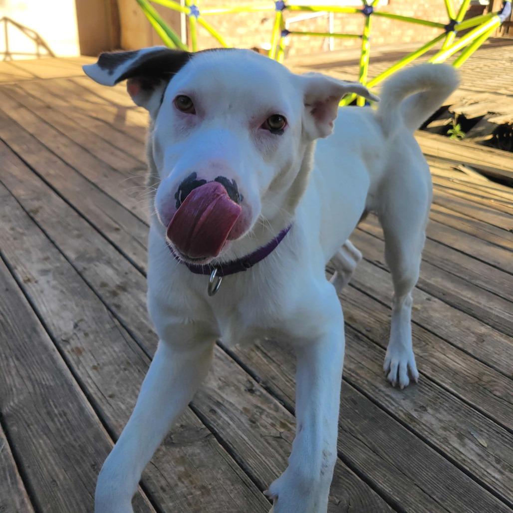 Enlarge Eddy, a Adoptable mixed breed in Waco, TX image 2/5