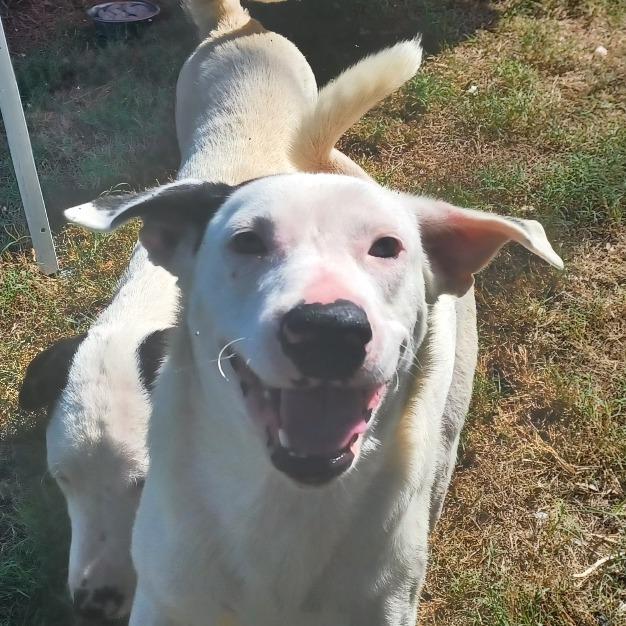 Enlarge Eddy, a Adoptable mixed breed in Waco, TX image 4/5
