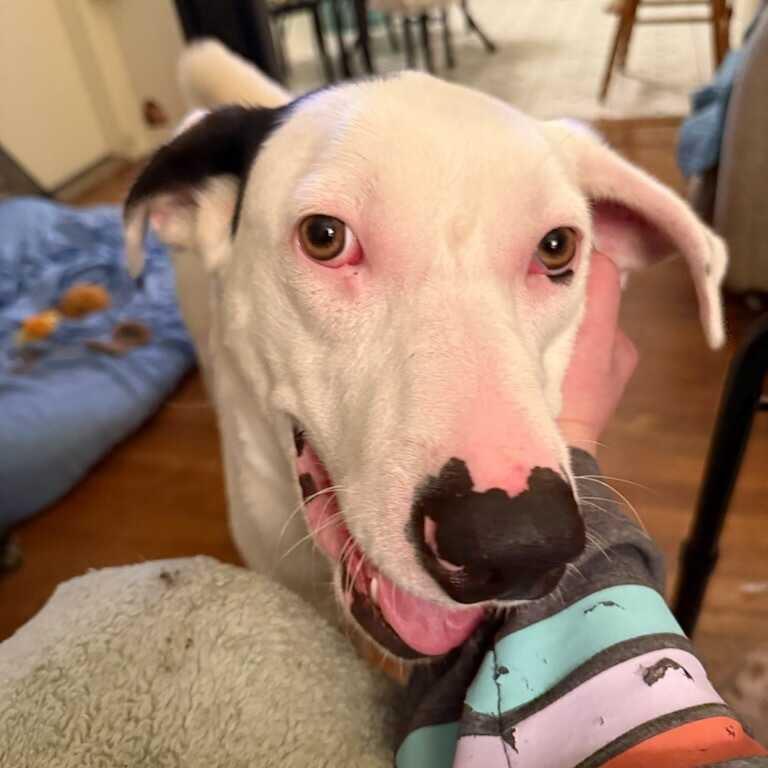 Enlarge Eddy, a Adoptable mixed breed in Waco, TX image 5/5