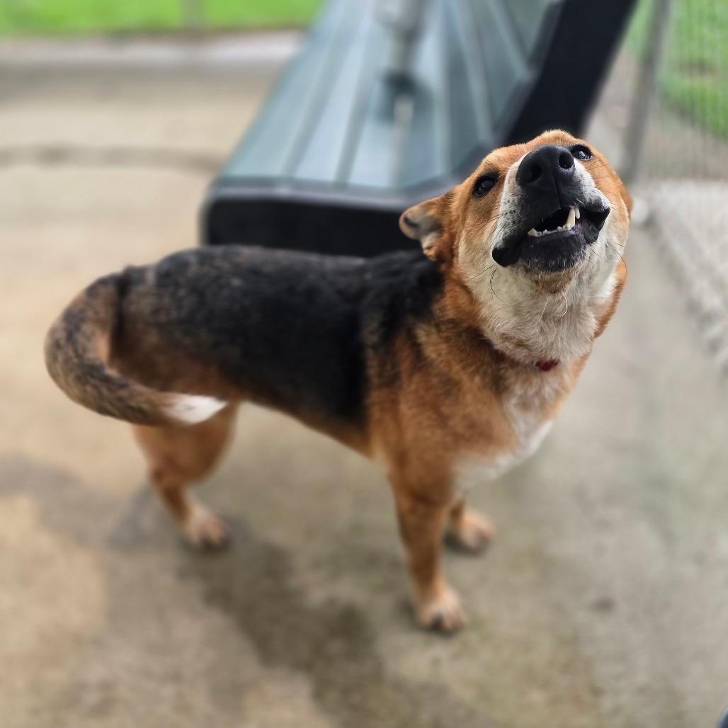 Reagan, a Adoptable mixed breed in Ridgefield, NJ image 2/6