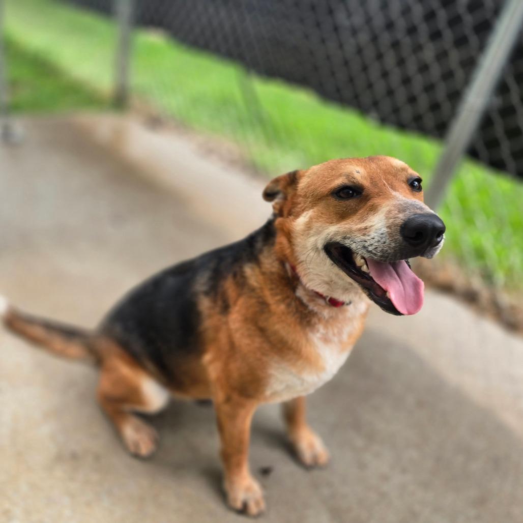 Reagan, a Adoptable mixed breed in Ridgefield, NJ image 3/6