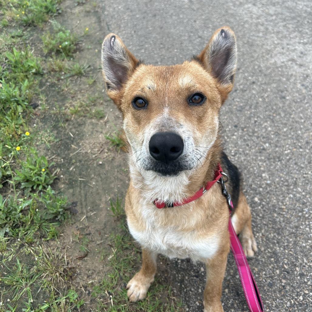 Reagan, a Adoptable mixed breed in Ridgefield, NJ image 6/6