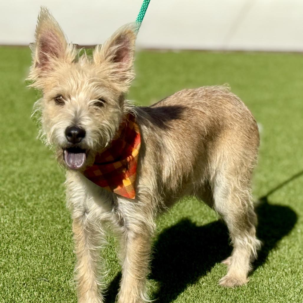 Enlarge Diesel, a Adoptable mixed breed in Hondo, TX image 1/1