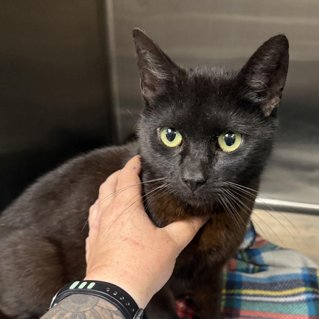 Enlarge Myrica, a Adoptable Domestic Short Hair in Marion, VA image 1/1