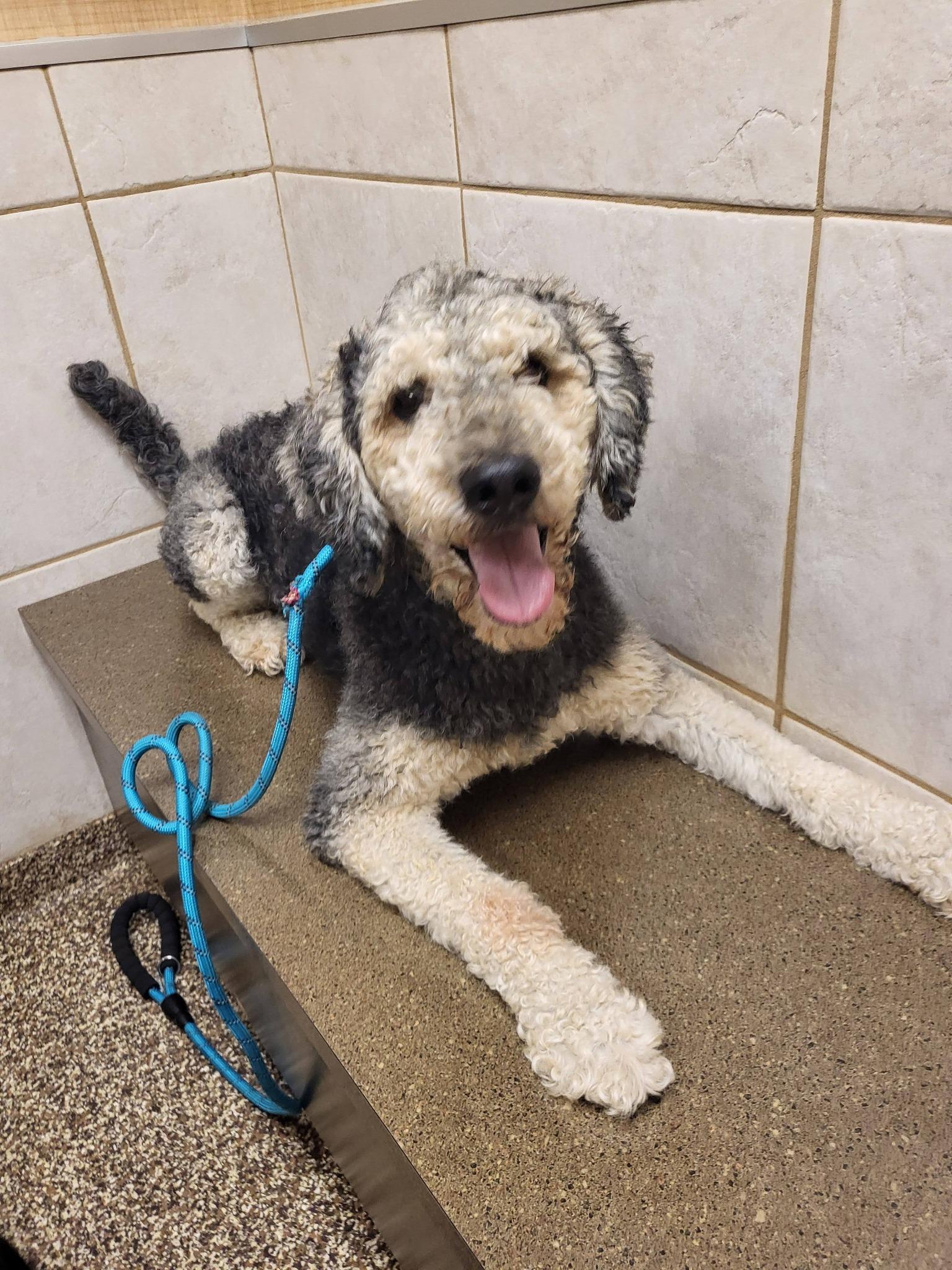 Winston, a ADOPTABLE mixed breed in Salisbury, NC image 2/4