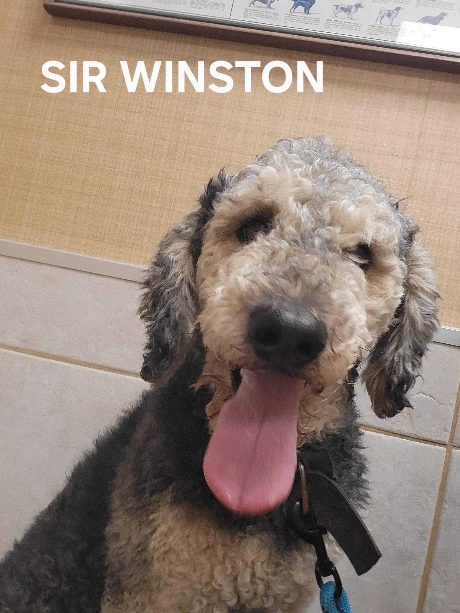 Winston, ADOPTABLE, Young Male Airedale Terrier & Poodle.
