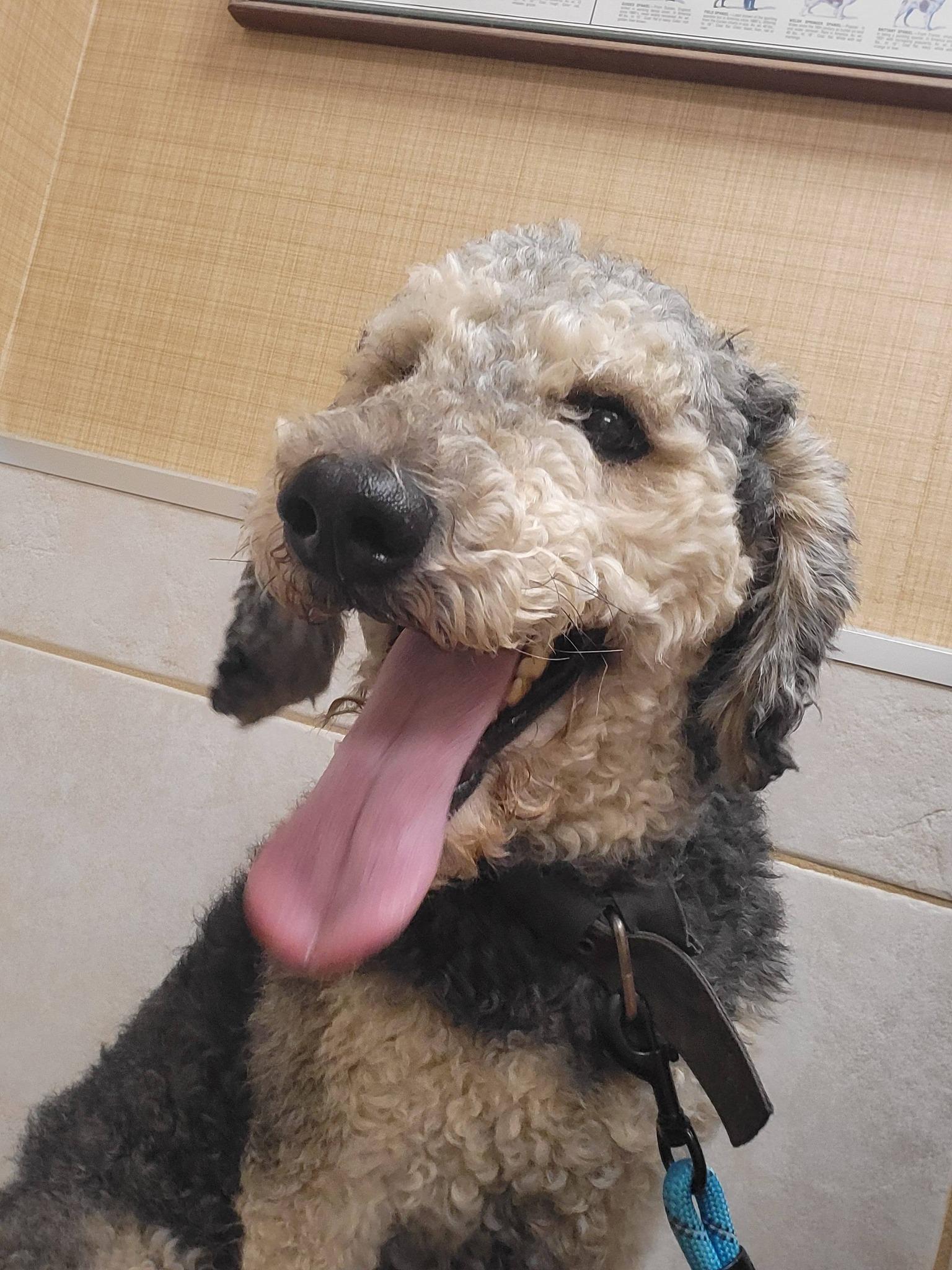 Winston, a ADOPTABLE mixed breed in Salisbury, NC image 3/4