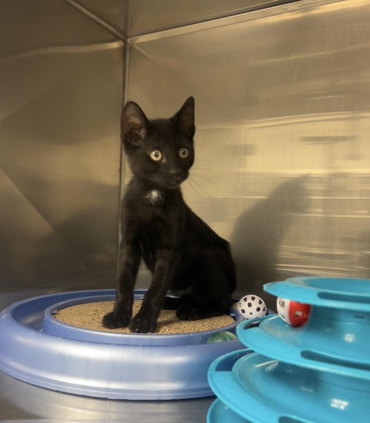 Elm, a Adoptable mixed breed in Montville, NJ image 2/3