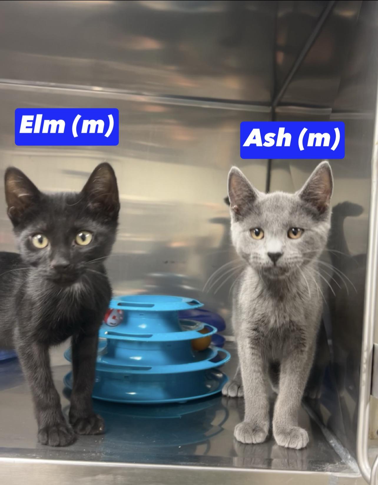 Elm, a Adoptable mixed breed in Montville, NJ image 3/3