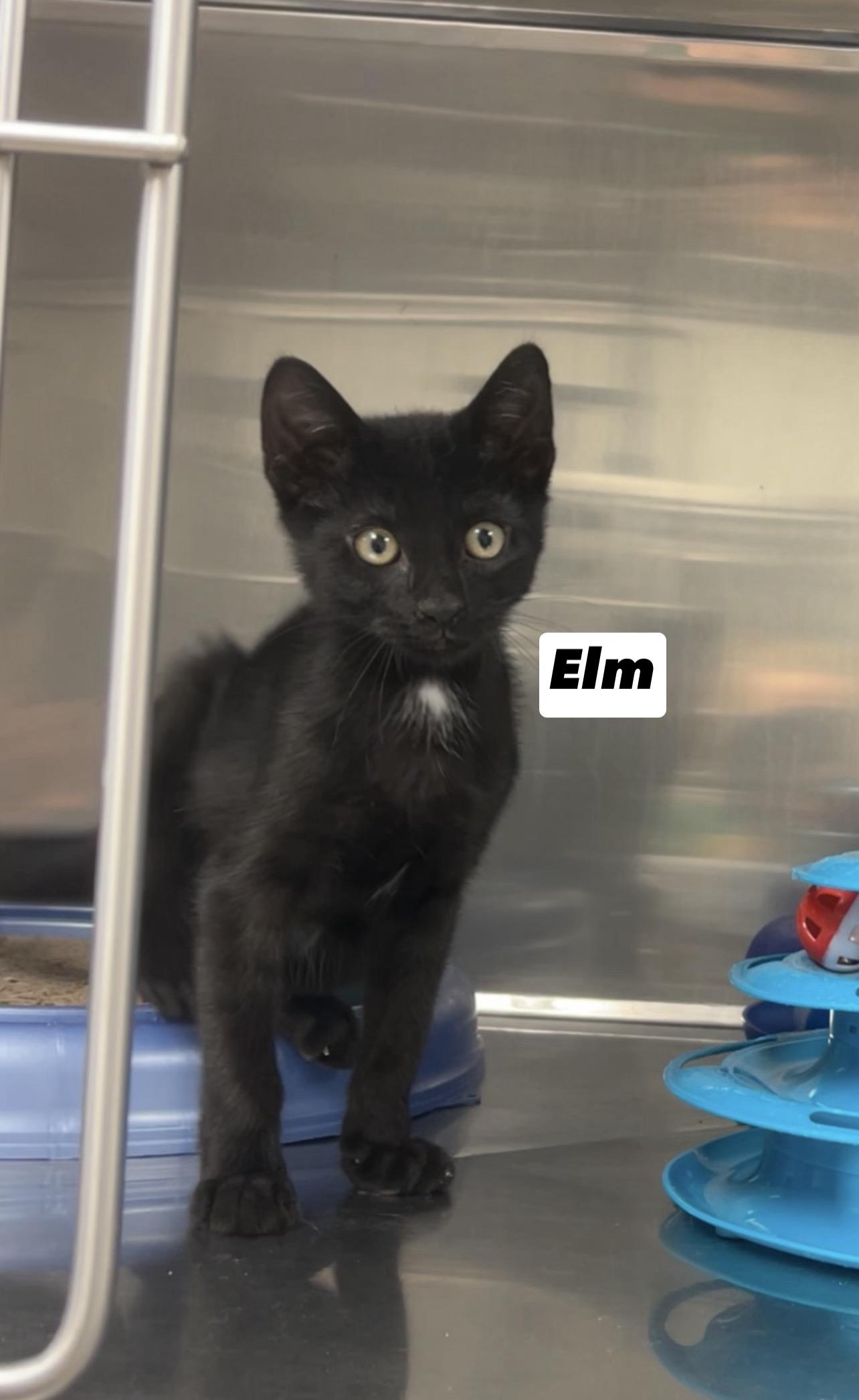 Elm, Adoptable, Kitten Male Domestic Short Hair & Bombay.