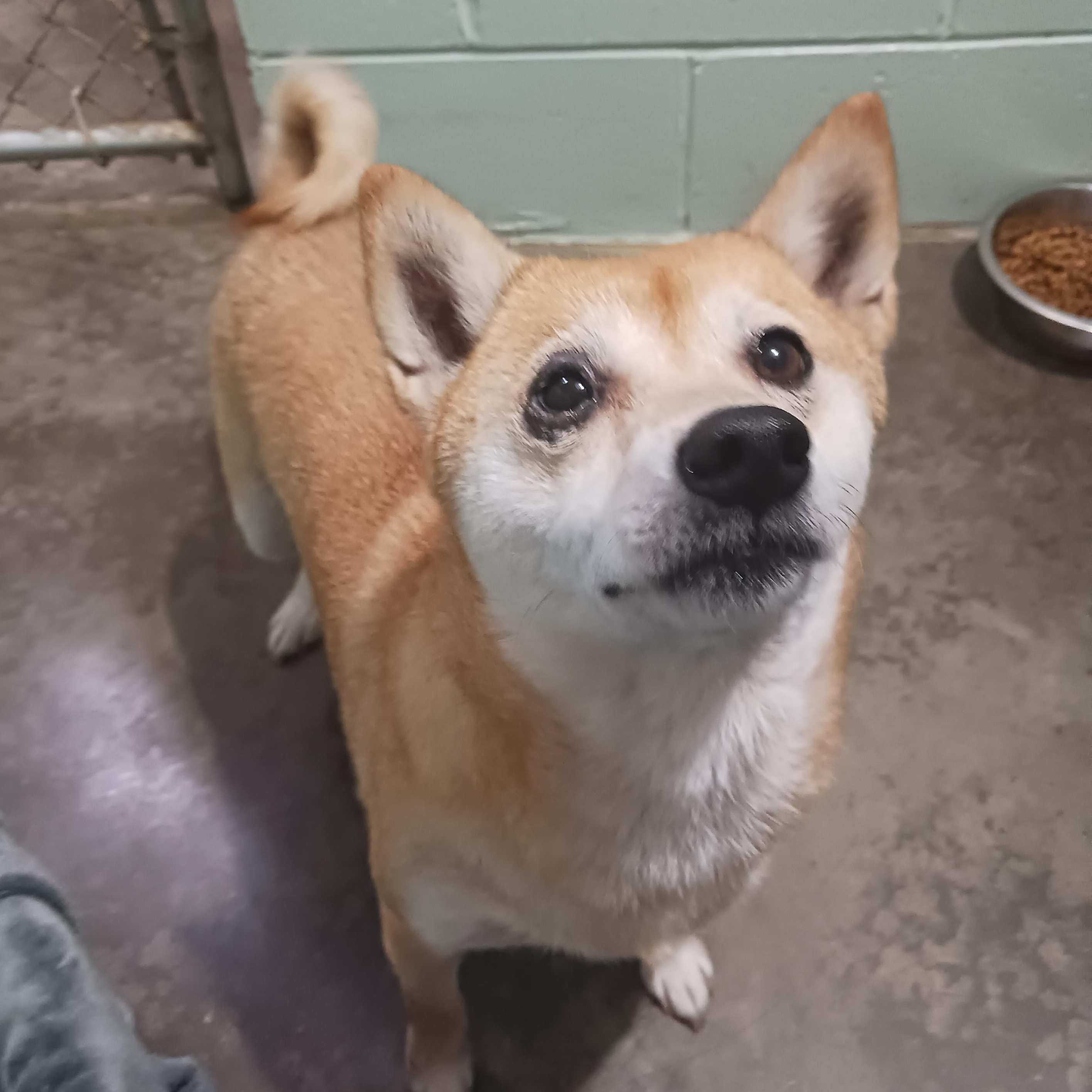 Enlarge Gamora, a Adoptable Shiba Inu in Saint Marys, WV image 5/6