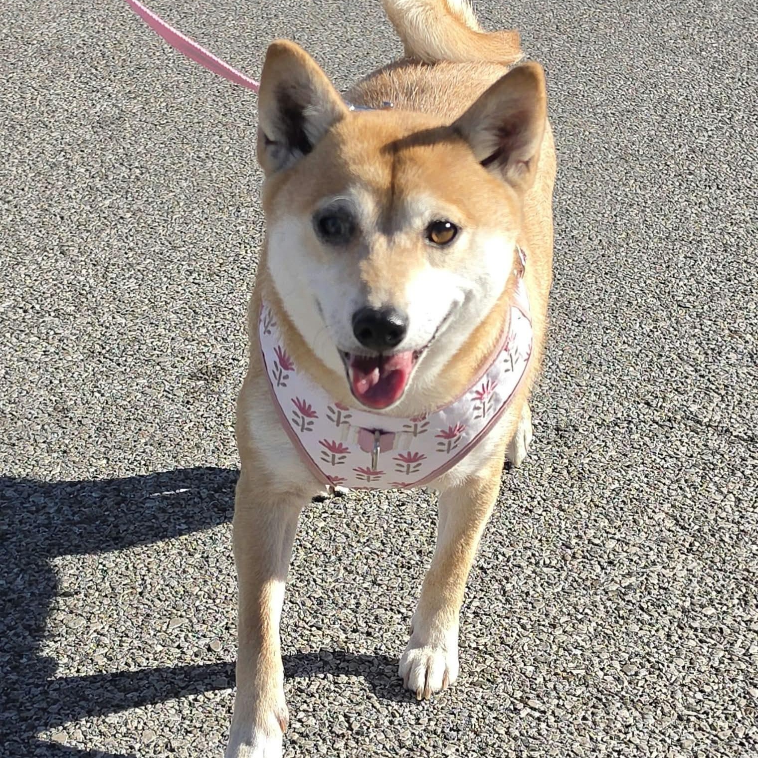 Enlarge Gamora, a Adoptable Shiba Inu in Saint Marys, WV image 2/6