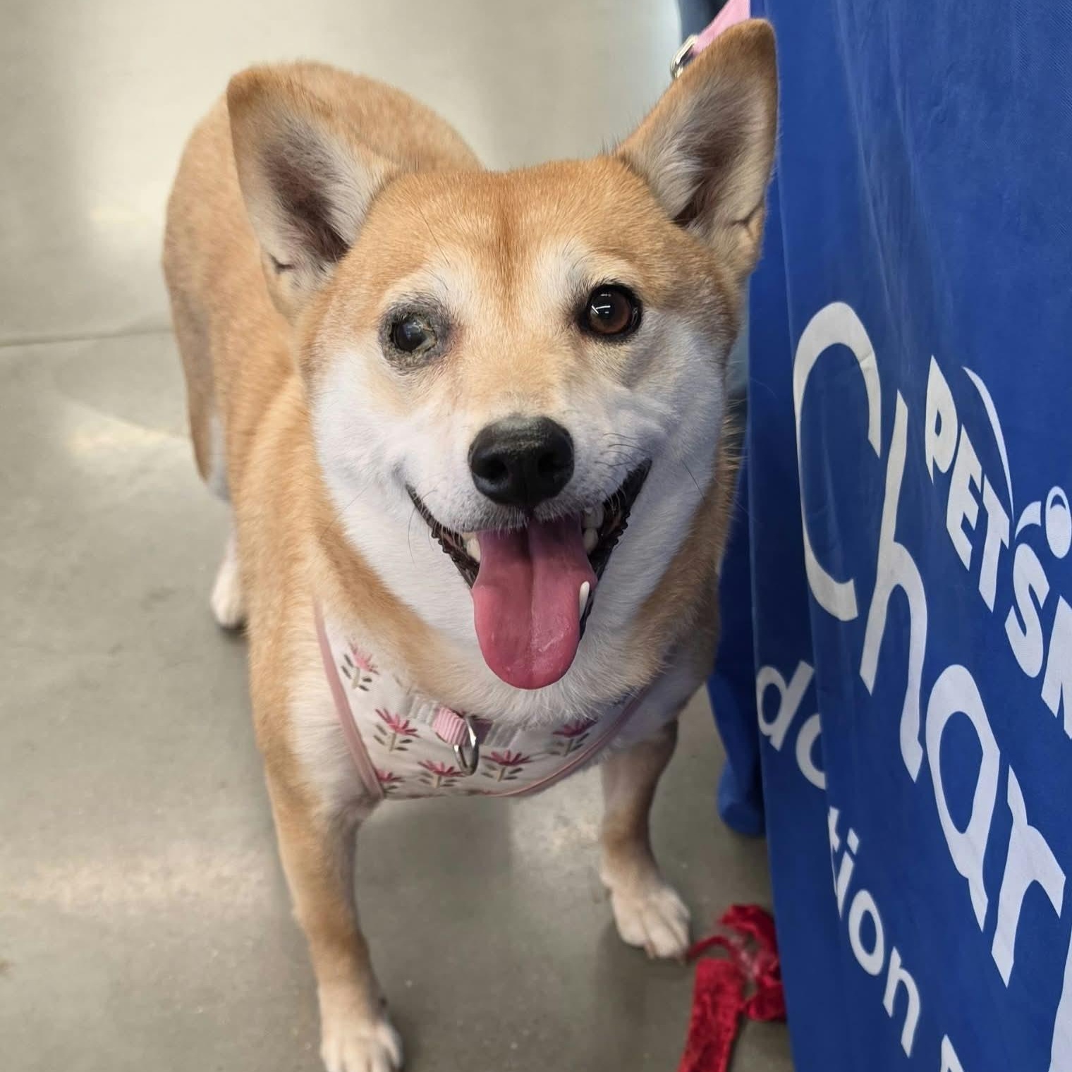 Enlarge Gamora, a Adoptable Shiba Inu in Saint Marys, WV image 1/6