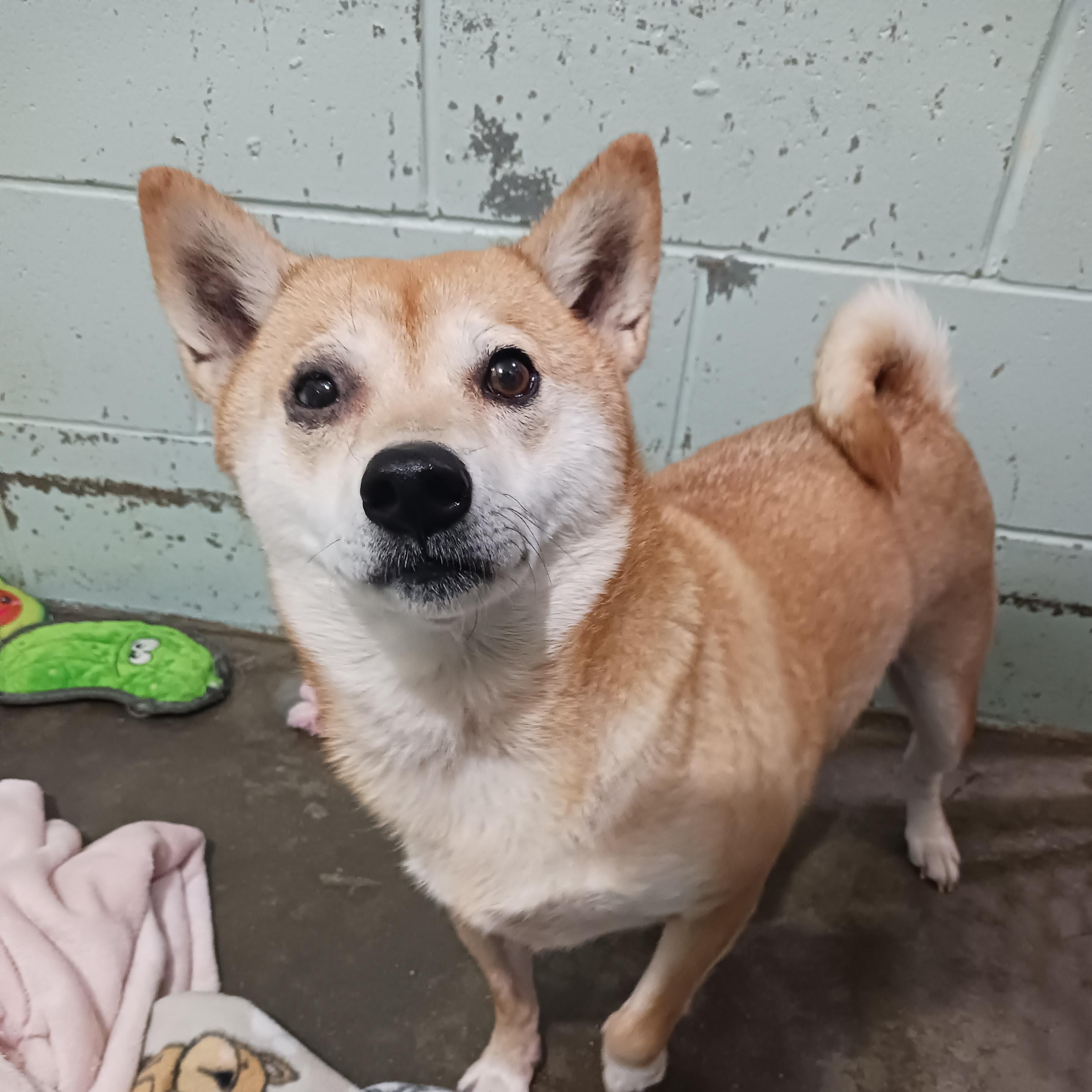 Enlarge Gamora, a Adoptable Shiba Inu in Saint Marys, WV image 4/6
