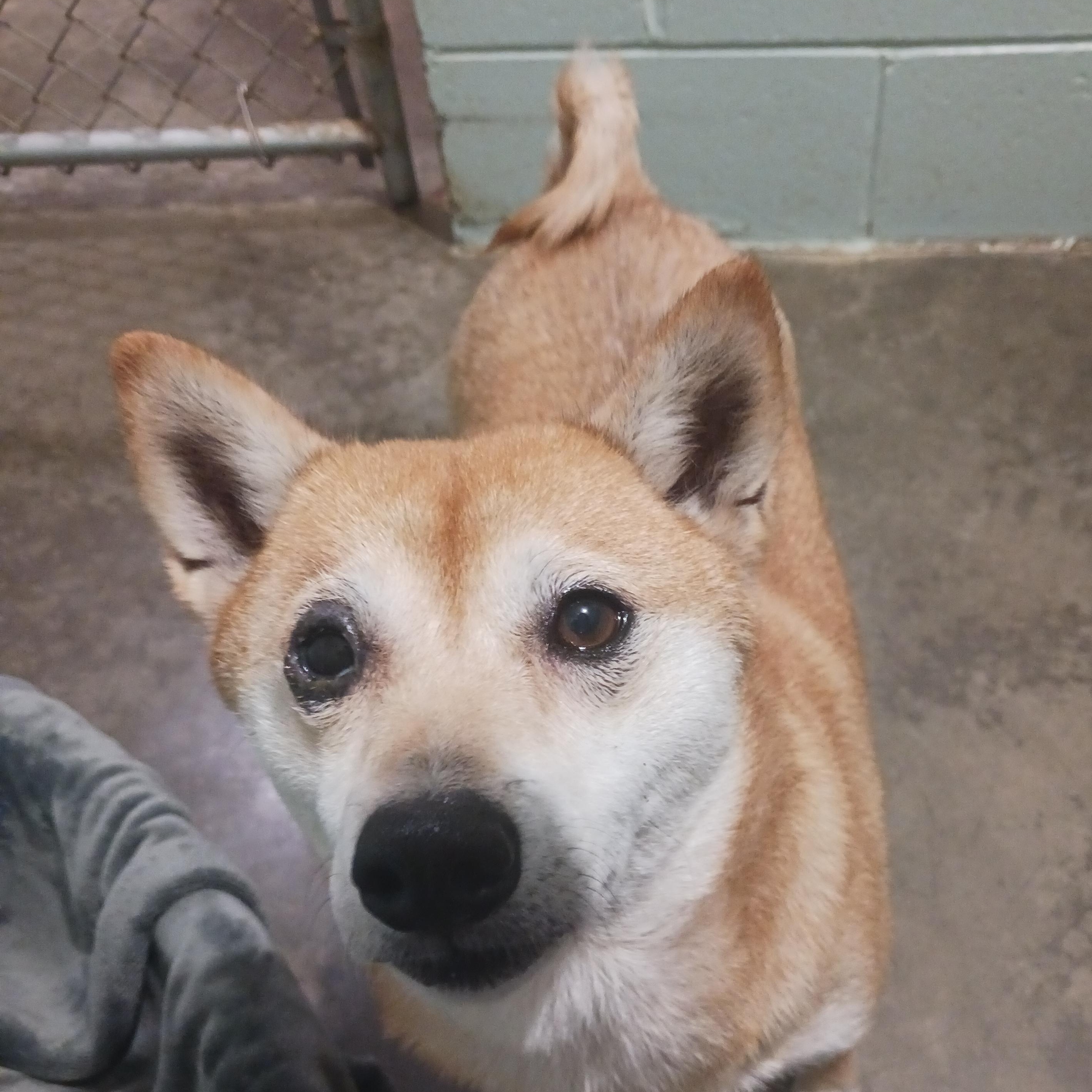 Enlarge Gamora, a Adoptable Shiba Inu in Saint Marys, WV image 6/6