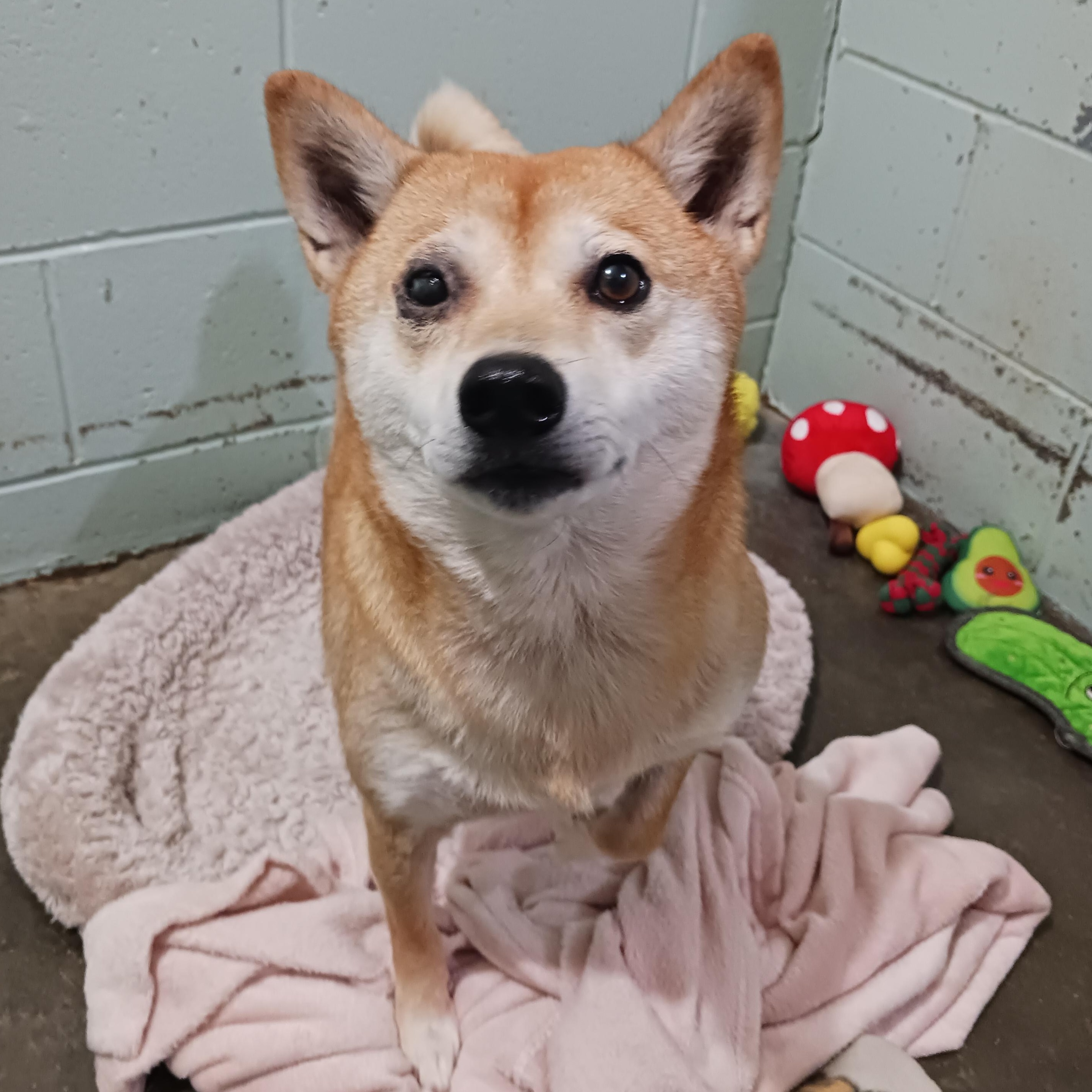 Gamora, Adoptable, Adult Female Shiba Inu.