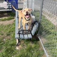 Enlarge Bruno, a Adoptable mixed breed in Brockton, MA image 2/3