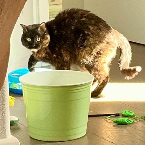 Peaches, Adoptable, Senior Female Domestic Medium Hair.