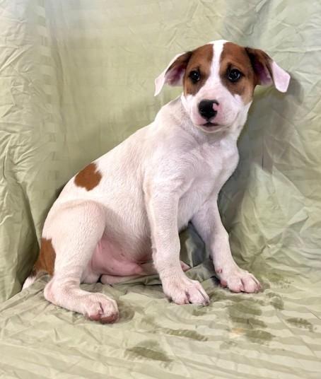 Enlarge Chive, a Adopted mixed breed in Happy Valley, OR image 2/4