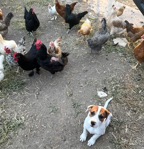 Enlarge Chive, a Adopted mixed breed in Happy Valley, OR image 1/4