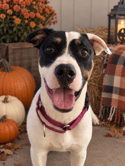 Enlarge Oreo, a Adoptable Mixed Breed in Chickasha, OK image 2/3