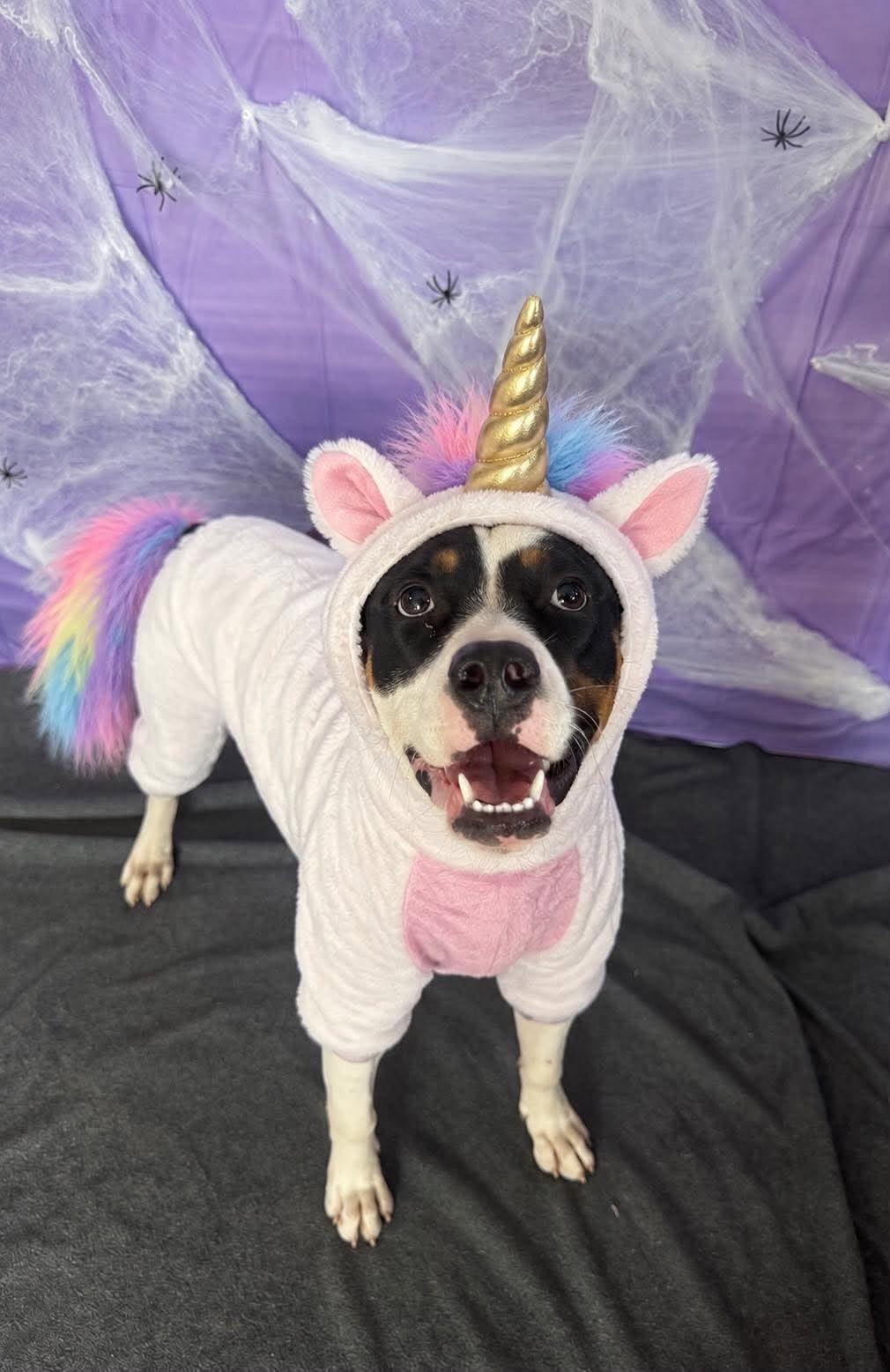 Oreo, Adoptable, Puppy Female Mixed Breed.