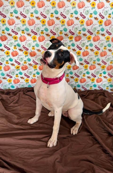 Enlarge Oreo, a Adoptable Mixed Breed in Chickasha, OK image 3/3