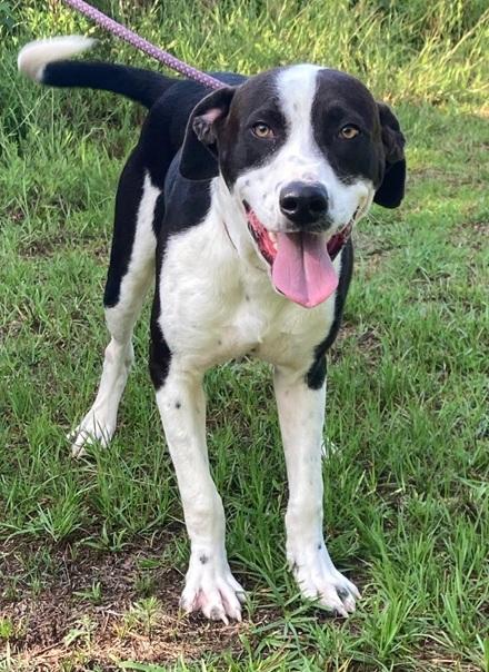 Justin, ADOPTABLE, Adult Male Pointer.