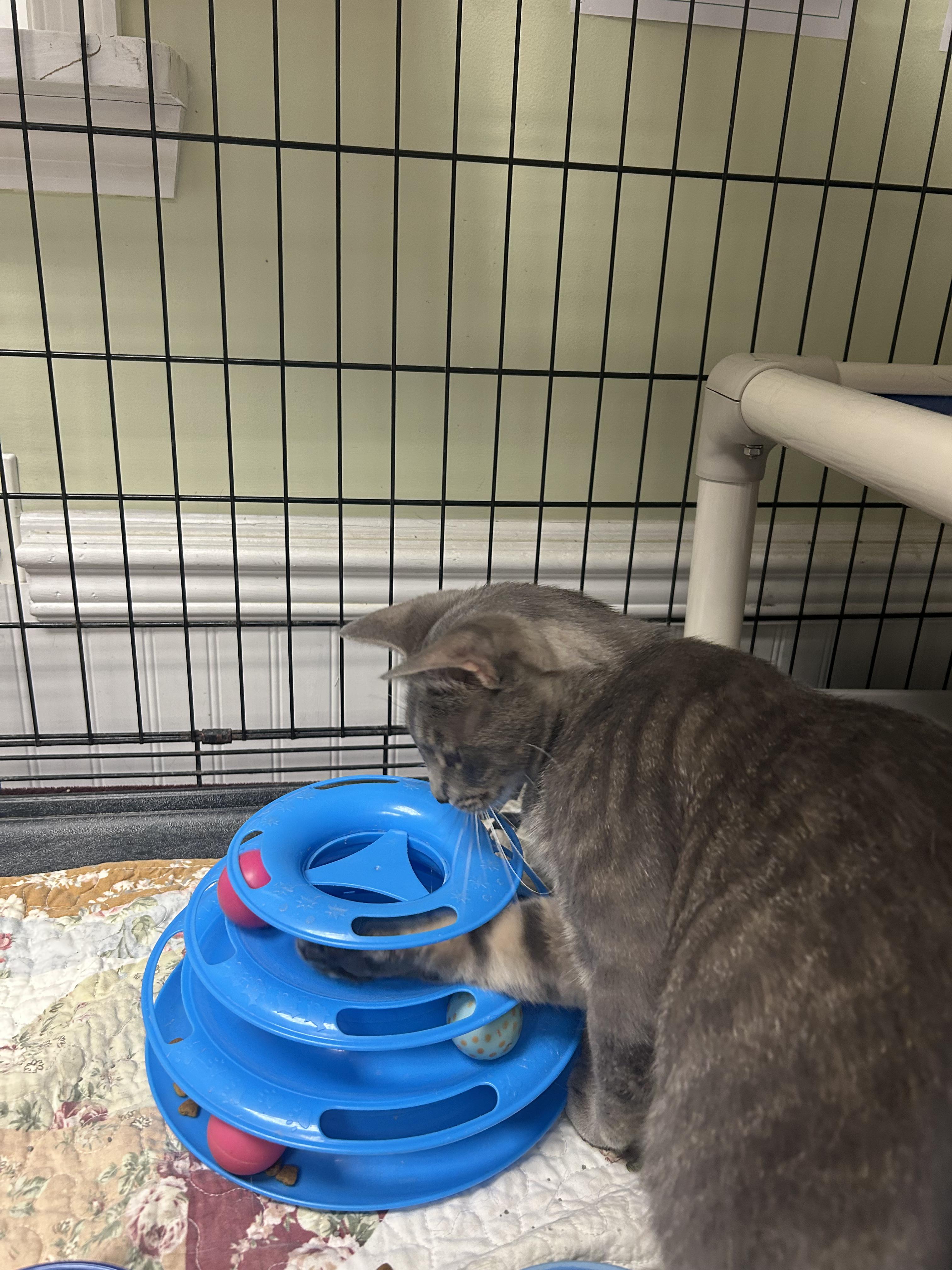 Ace, an adopted Domestic Short Hair in Cape May, NJ image 2/3