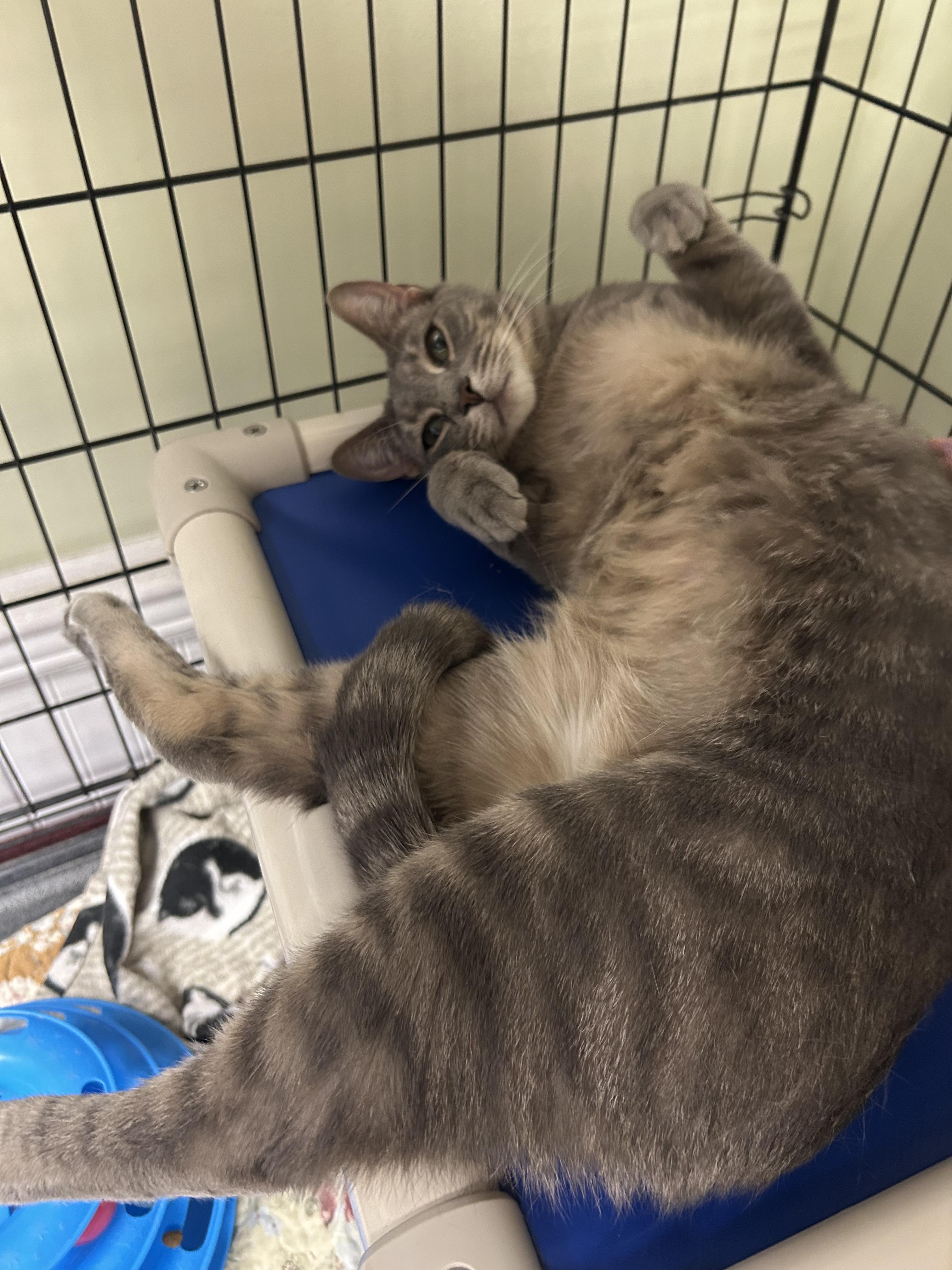 Ace, adopted, Young Male Domestic Short Hair.