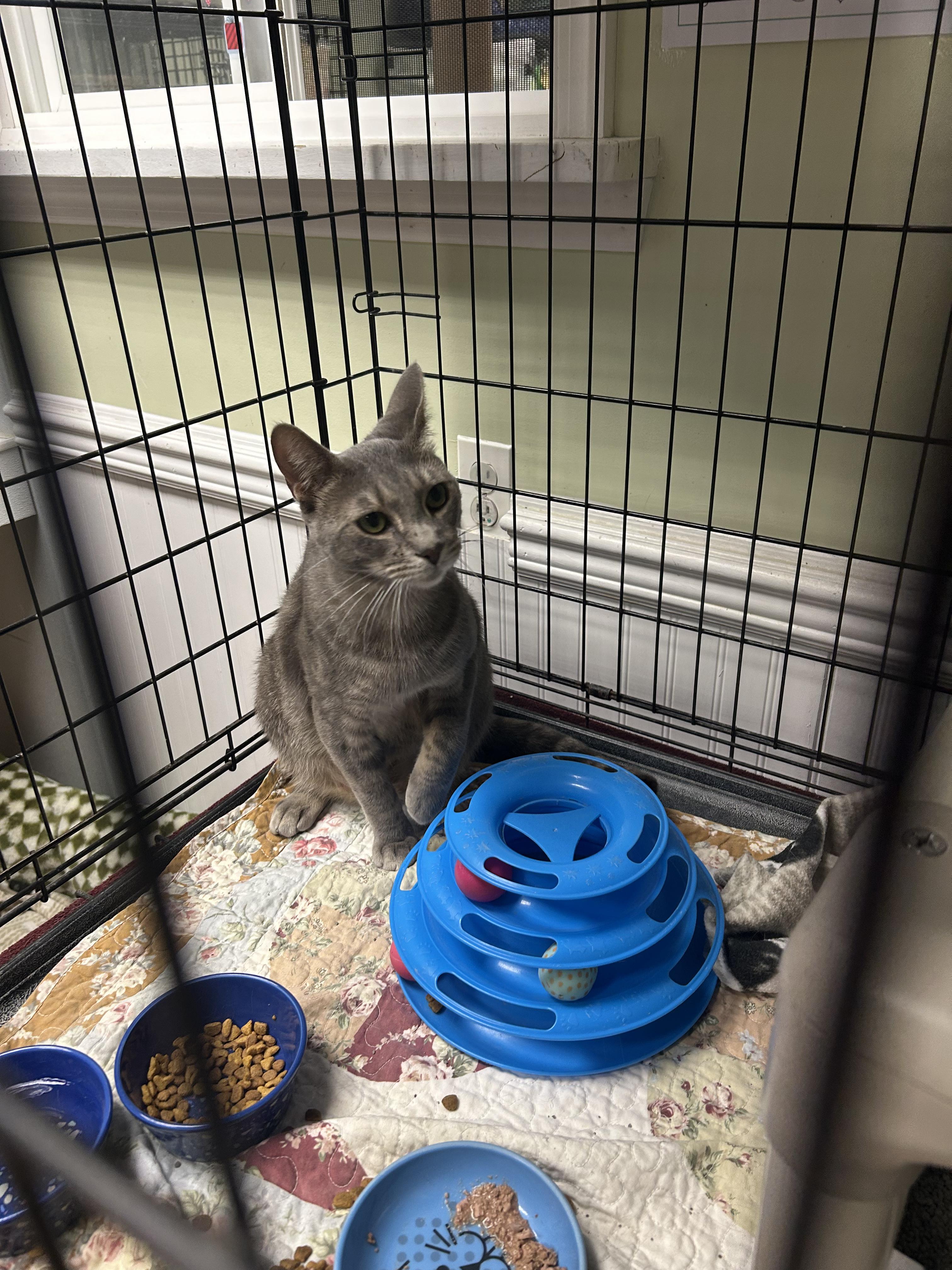Ace, an adopted Domestic Short Hair in Cape May, NJ image 3/3