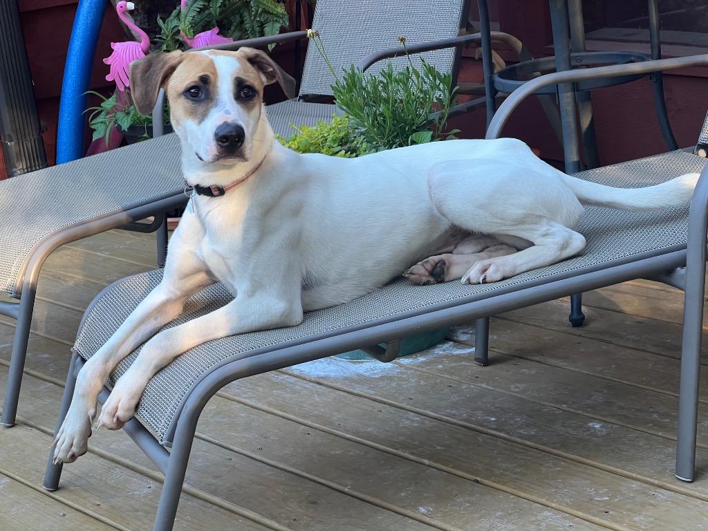 Patches, a Adoptable mixed breed in Little Rock, AR image 1/4