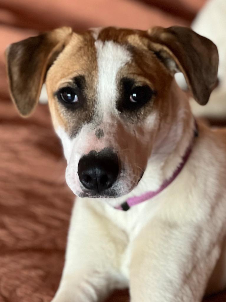 Patches, Adoptable, Adult Male Treeing Walker Coonhound & Foxhound.