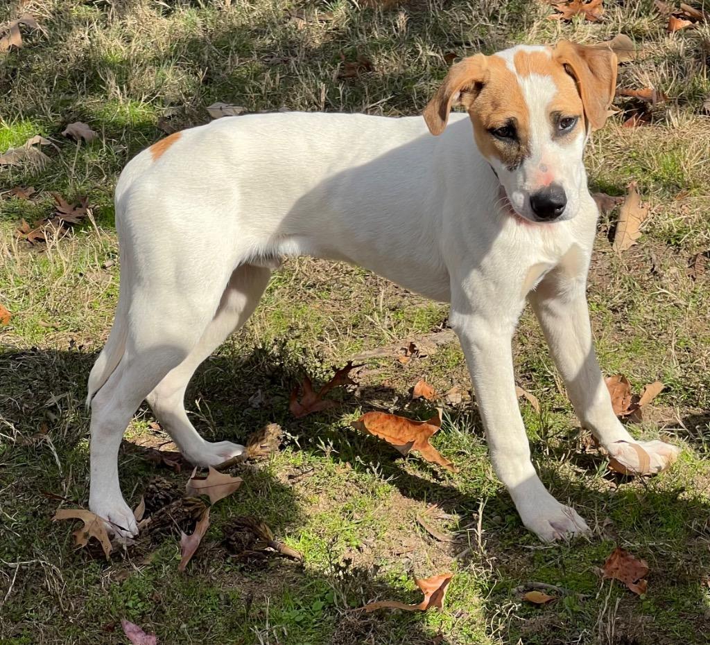 Patches, a Adoptable mixed breed in Little Rock, AR image 3/4