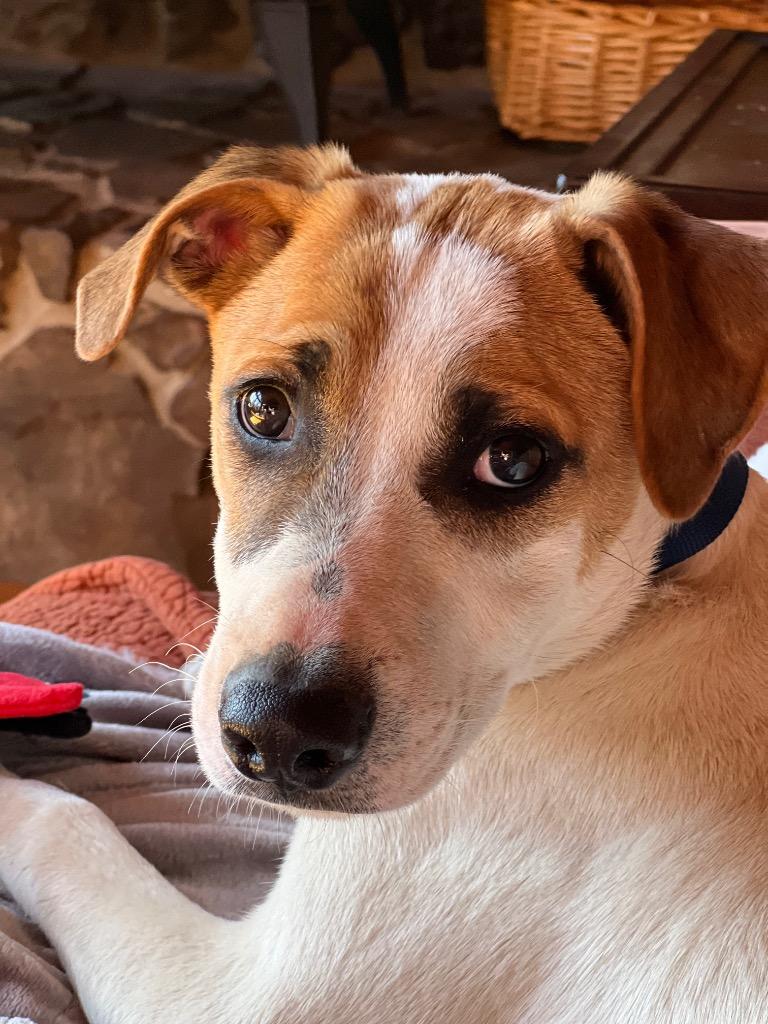 Patches, a Adoptable mixed breed in Little Rock, AR image 4/4