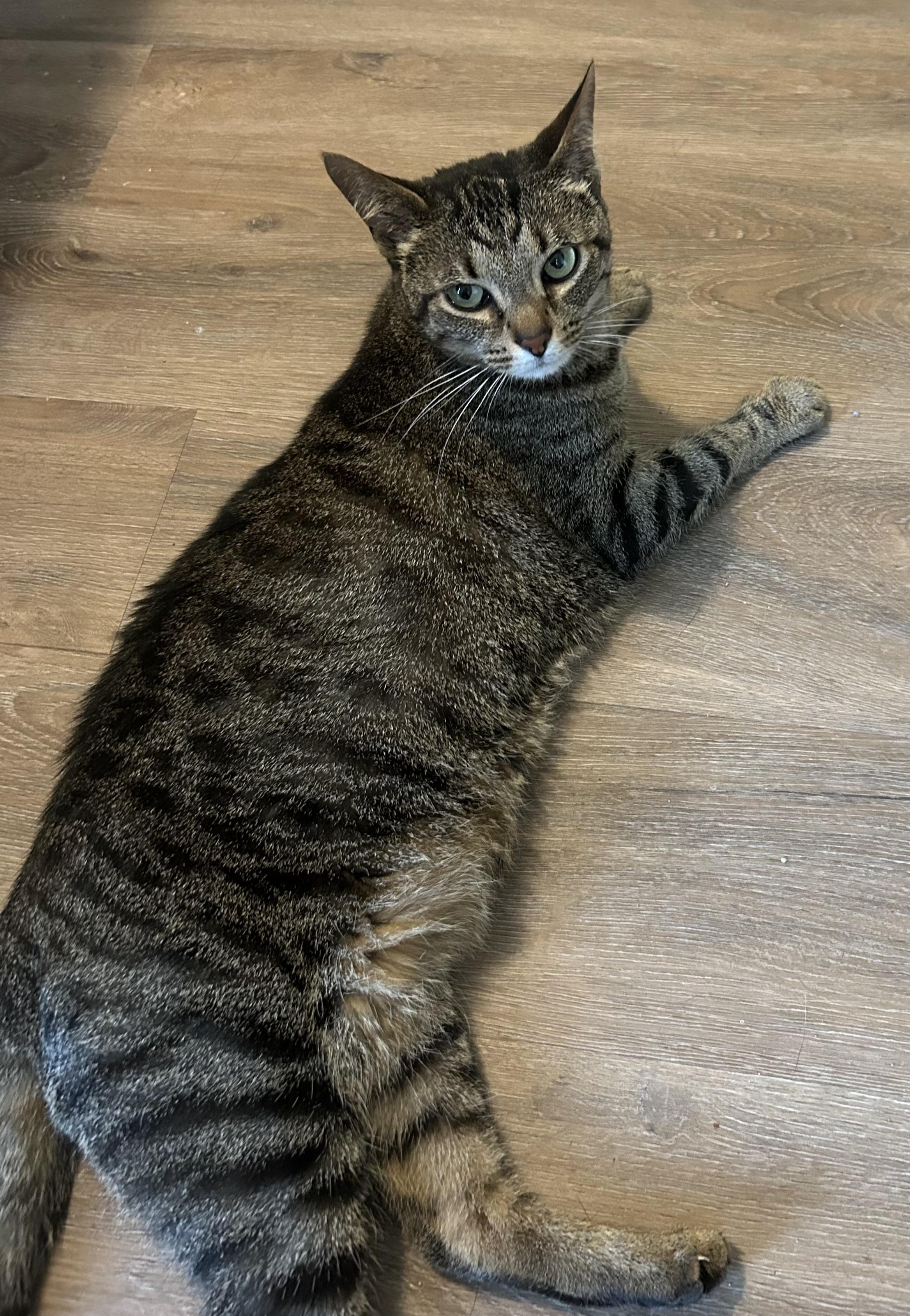 Enlarge Kegan, a ADOPTABLE Domestic Short Hair in Maineville, OH image 1/1