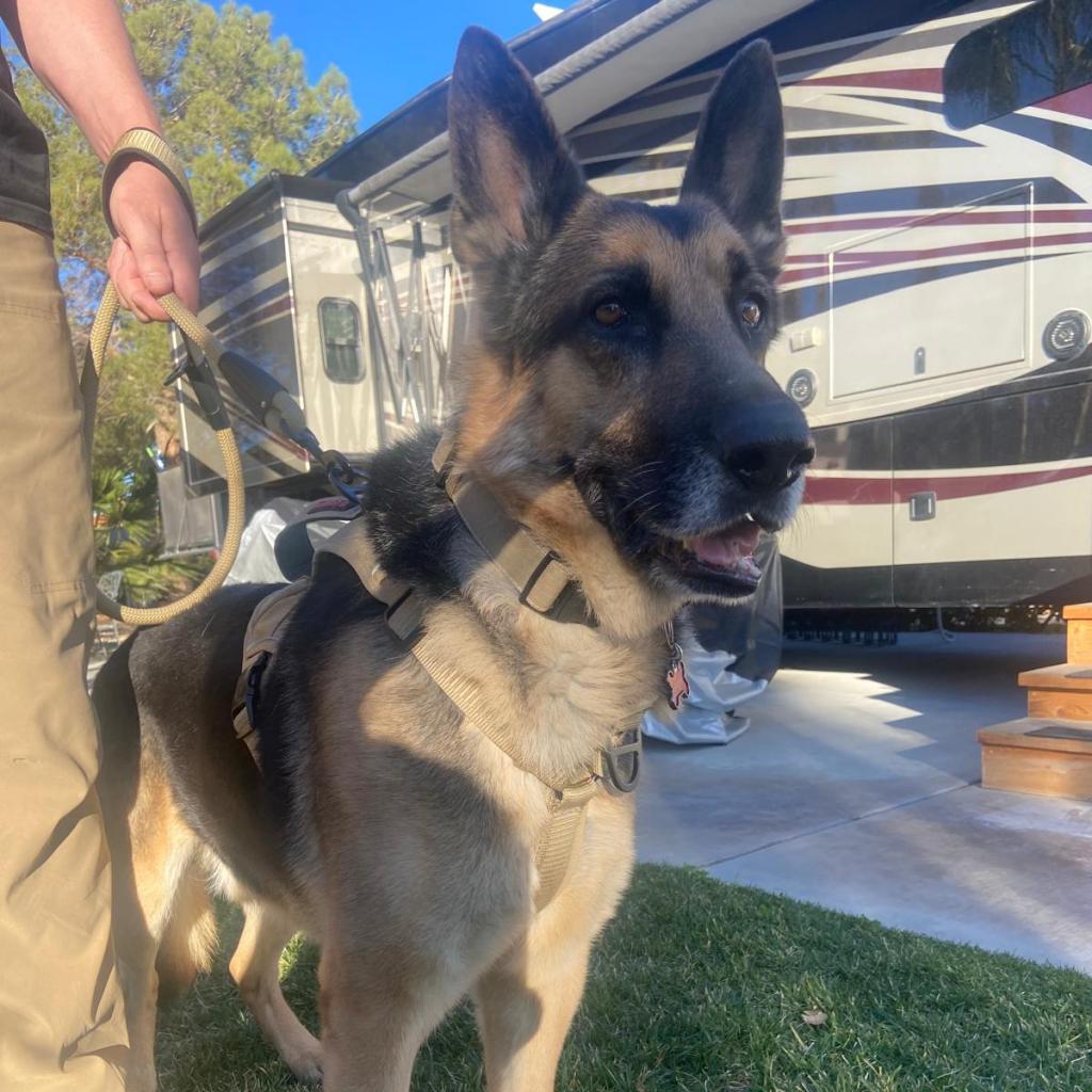 Asher, Adoptable, Senior Male German Shepherd Dog.