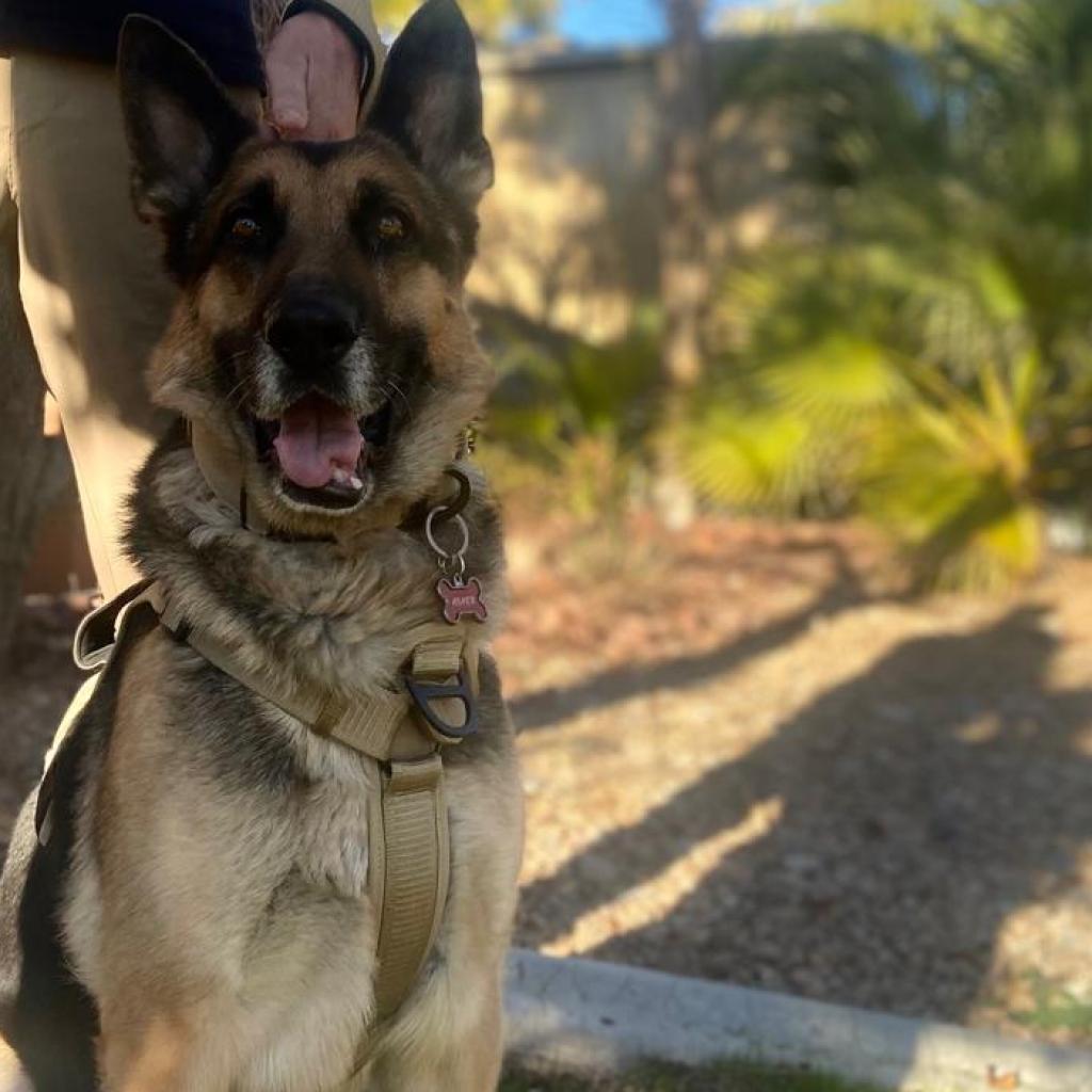 Enlarge Asher, a Adoptable German Shepherd Dog in Las Vegas, NV image 2/6