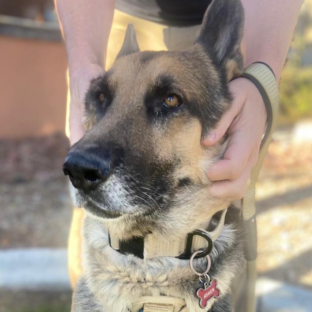 Enlarge Asher, a Adoptable German Shepherd Dog in Las Vegas, NV image 3/6