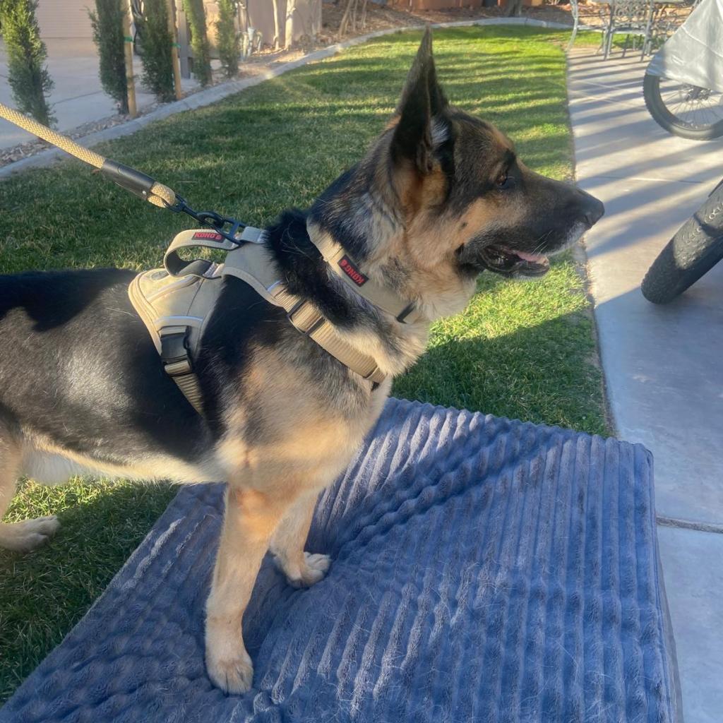 Enlarge Asher, a Adoptable German Shepherd Dog in Las Vegas, NV image 4/6