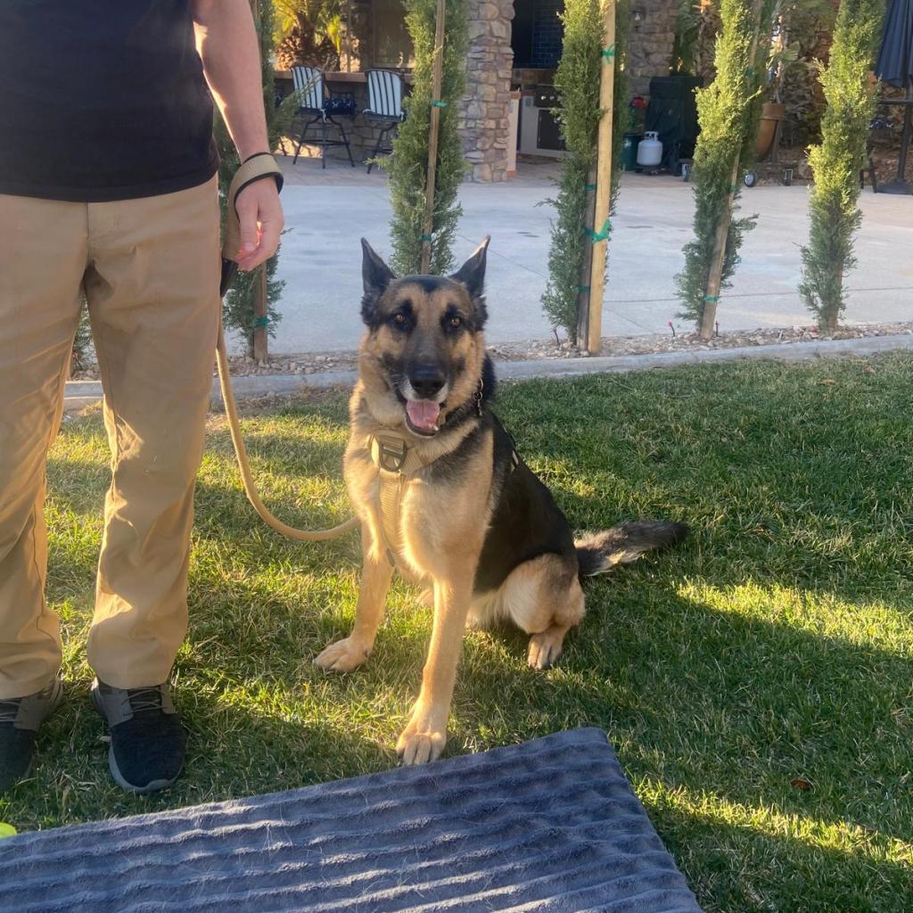 Enlarge Asher, a Adoptable German Shepherd Dog in Las Vegas, NV image 5/6