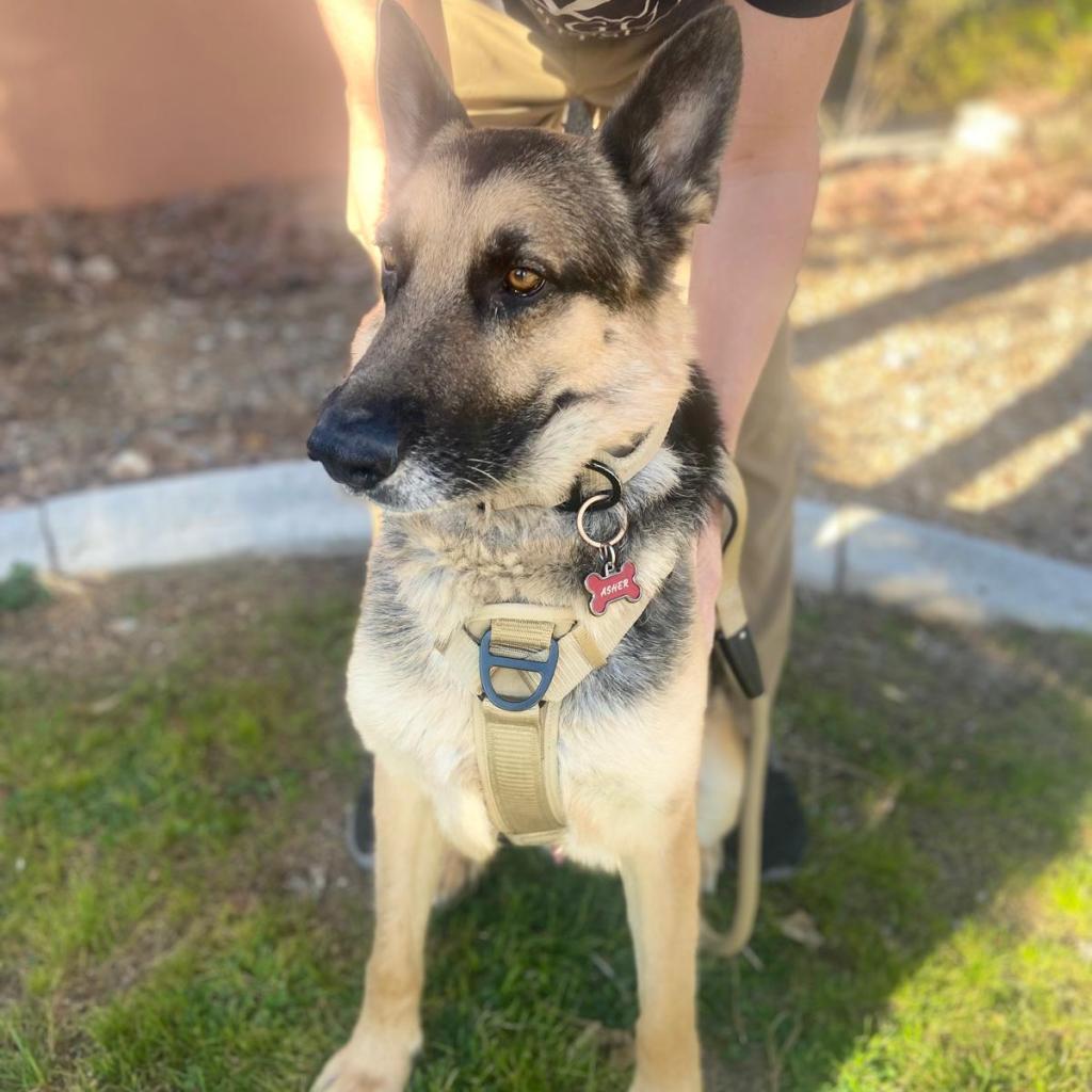 Enlarge Asher, a Adoptable German Shepherd Dog in Las Vegas, NV image 6/6