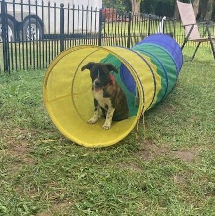 Magnolia, Adopted, Puppy Female Dachshund & Chihuahua.