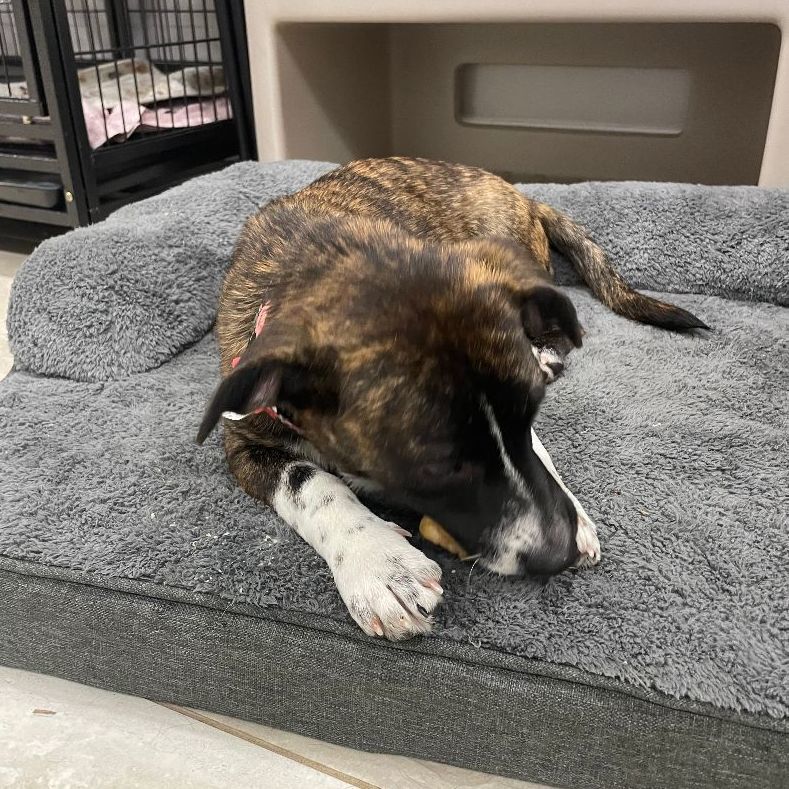 Enlarge Magnolia, a Adopted mixed breed in Abington, PA image 2/12