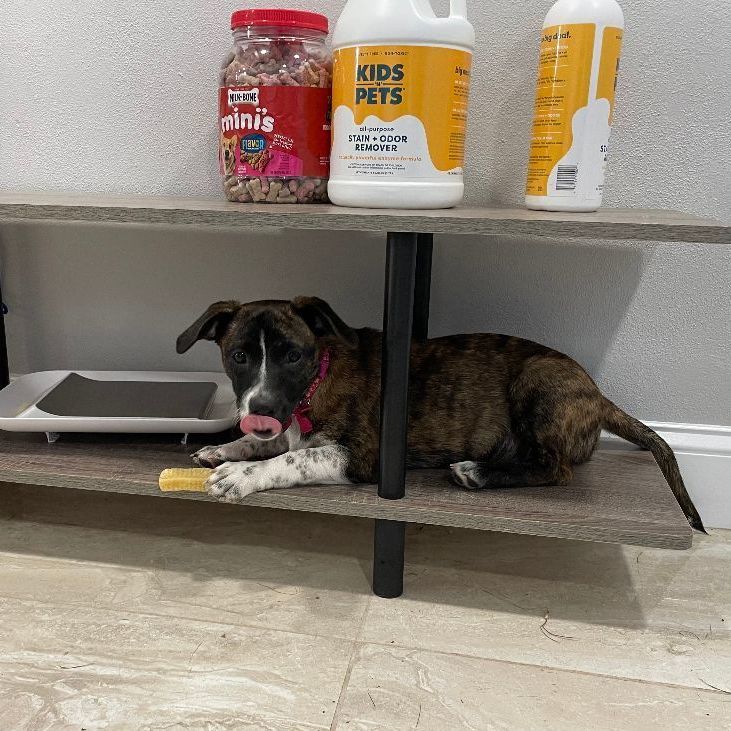 Enlarge Magnolia, a Adopted mixed breed in Abington, PA image 3/12