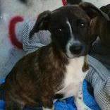 Enlarge Magnolia, a Adopted mixed breed in Abington, PA image 4/12