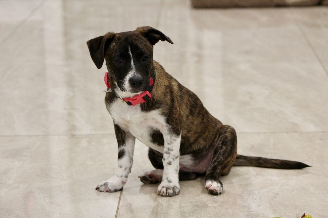 Enlarge Magnolia, a Adopted mixed breed in Abington, PA image 5/12