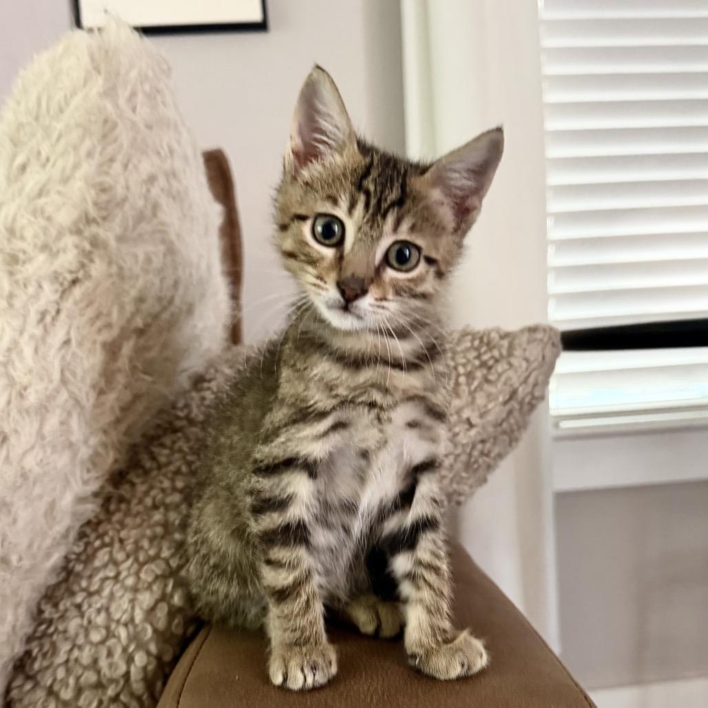 Henry, Adoptable, Kitten Male Domestic Short Hair.