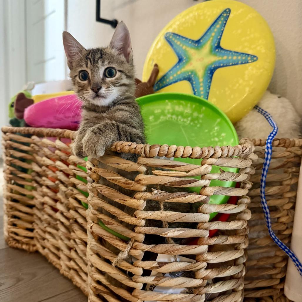 Henry, a Adoptable Domestic Short Hair in San Antonio, TX image 2/6
