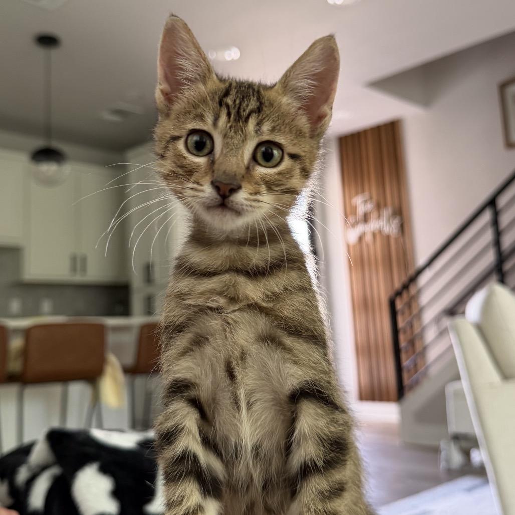 Henry, a Adoptable Domestic Short Hair in San Antonio, TX image 3/6